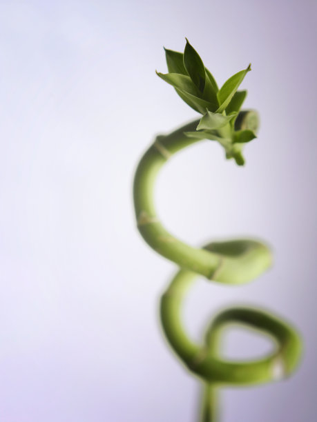 近距离观察螺旋竹植物图片下载