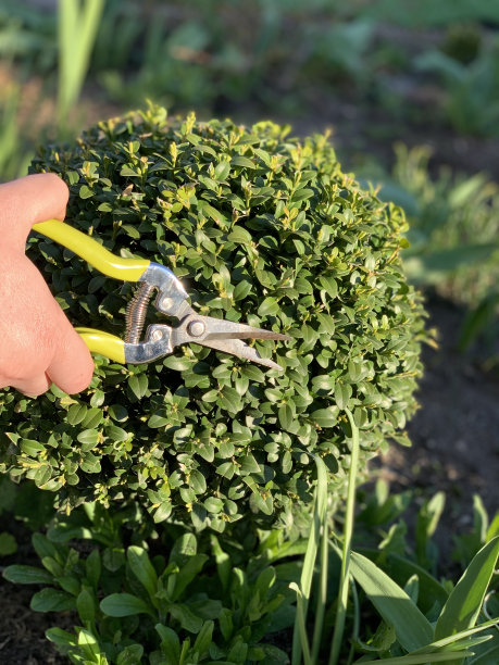 花园里长出了狼的灌木丛。木头用剪刀。图片下载