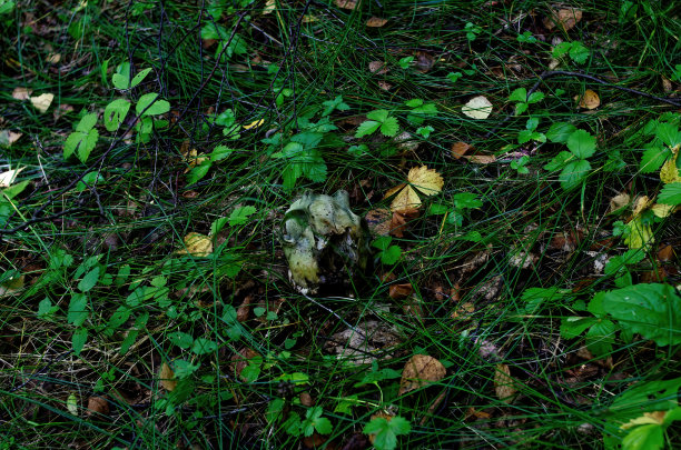一只小动物的头骨躺在草丛里图片下载