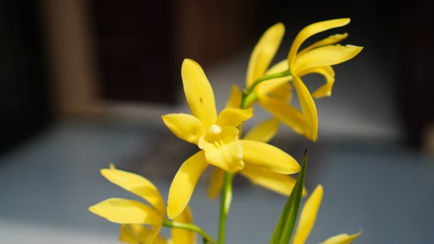 大蕙兰金黄色图片下载