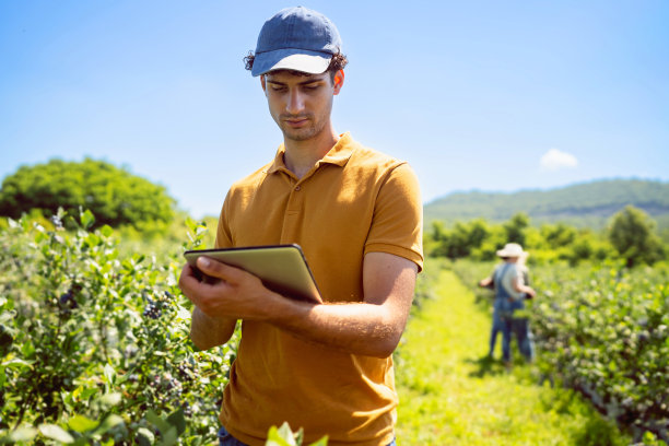 男性农民，手持电子平板电脑，在有机农场对蓝莓进行质量控制图片下载