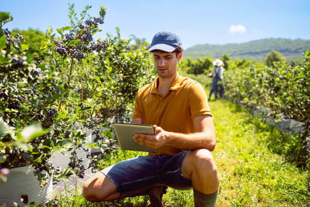 男性农艺师，手持数码平板电脑，在有机农场对蓝莓进行质量控制图片下载