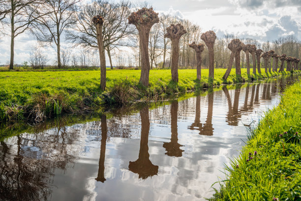 映出一排刚修剪过的无梢柳树图片下载