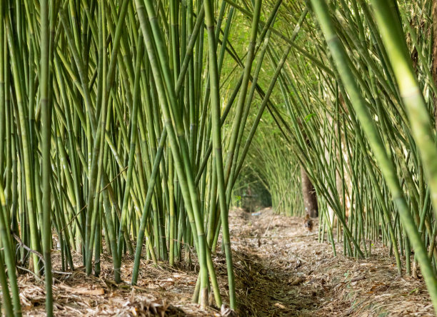 湄公河三角洲后江省的竹林图片下载