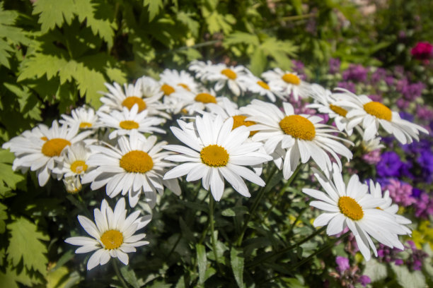 沙斯塔·黛西在怀俄明州提顿县杰克逊洞的杰克逊图片下载