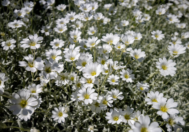 怀俄明州提顿县杰克逊(杰克逊洞)的夏季雪(Cerastium tomentsum)图片下载