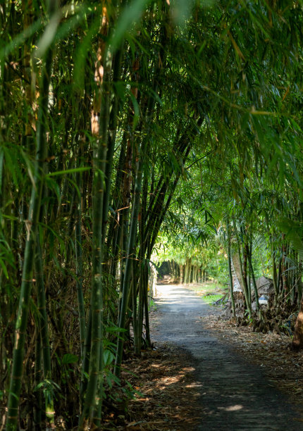 这条公路穿过湄公河三角洲后江省的竹林图片下载