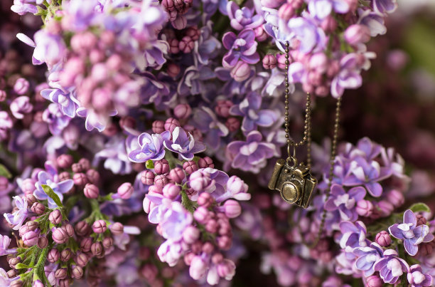 树枝上挂着一束紫丁香花和一个老式的小相机垂饰。美丽的明信片给摄影师的一天。图片下载
