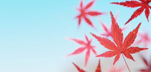 3 d演示。落叶。蓝色的天空。(水平)图片下载