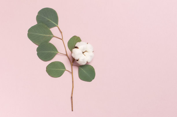 棉花花和绿色桉树枝上粉嫩的背景。平铺，俯视图，拷贝空间。花朵组成以精致的棉花为主。棉花背景图片下载