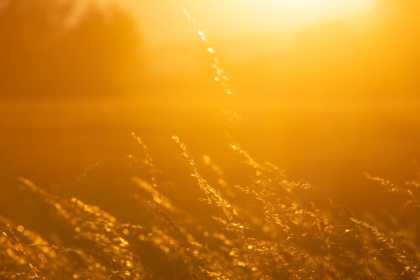 落日的余晖映在田野的草茎上，发出金色的红光图片下载