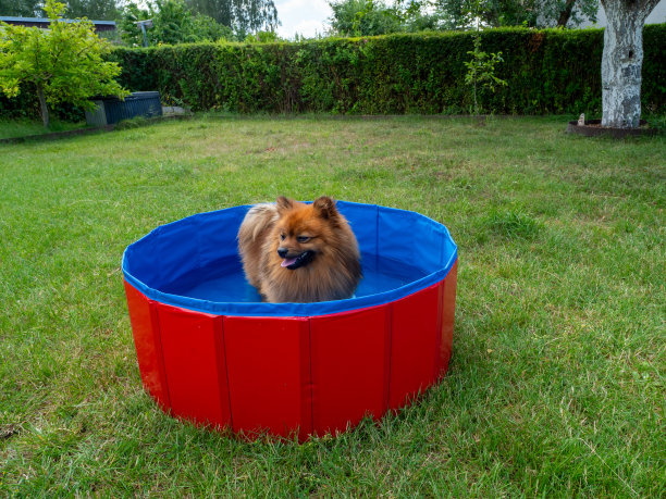 狗在绿色草坪上的狗池里。图片下载