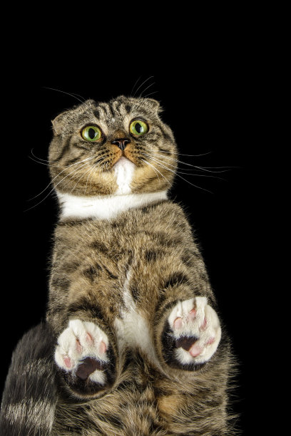 一只非常惊讶的猫的肖像，黑色背景上有一双突出的大眼睛图片下载