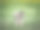 可爱的狗在绿草地上散步图片下载
