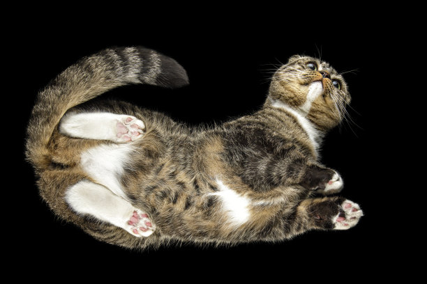 这张照片是一只骄傲的猫，尾巴弯曲，背景是黑色的图片下载