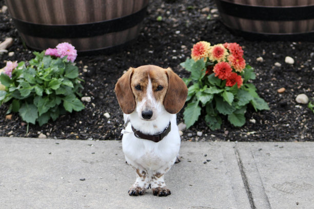 达克斯猎犬图片下载