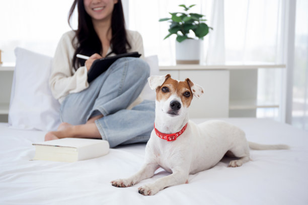 特写:年轻的亚洲女性坐在家里的卧室里用数码平板电脑上网，与伴侣狗舒适相处，女性用平板电脑与宠物休闲，生活理念。图片下载