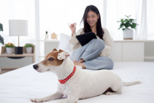 美丽年轻的亚洲女人微笑着坐在数码平板电脑上上网与舒适的陪伴狗在家里的卧室，女人用平板电脑休闲与宠物，生活方式的概念。图片下载