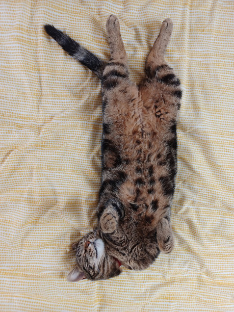 虎斑猫图片下载