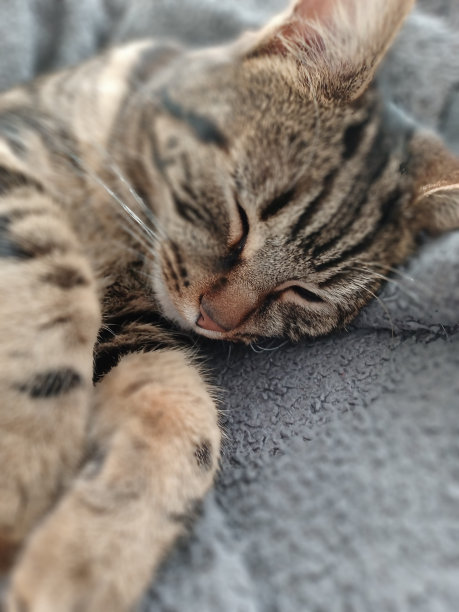 虎斑猫图片下载