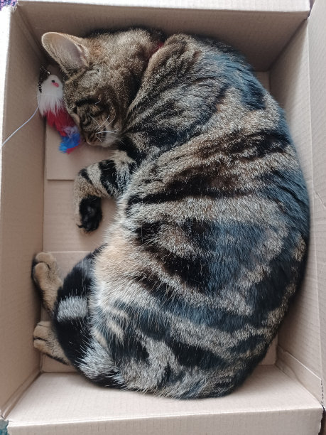 虎斑猫图片下载