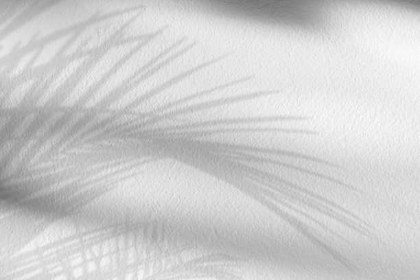 白色混凝土墙纹理与阴影棕榈叶剪影，水泥表面与地板上的热带树叶透明，背景展示与自然阳光的产品展示图片下载