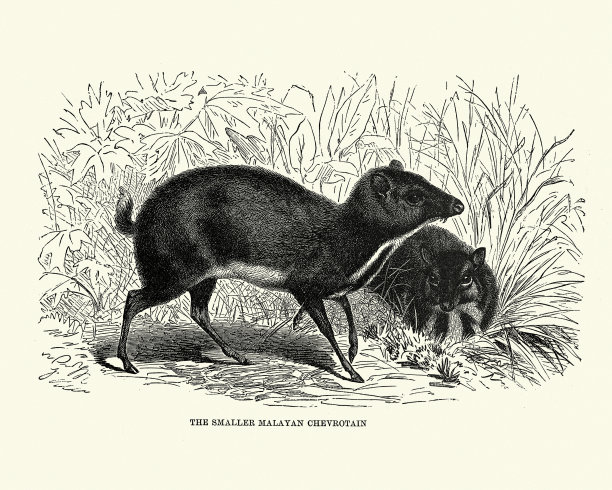 较小的马来雪鹿，较小的鼠鹿图片下载