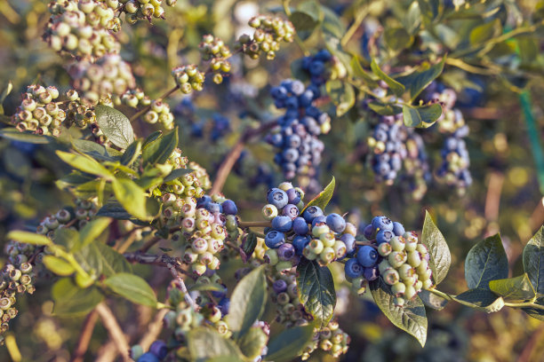蓝莓农场准备季节性采摘。图片下载