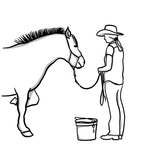 农场女孩和马图片下载