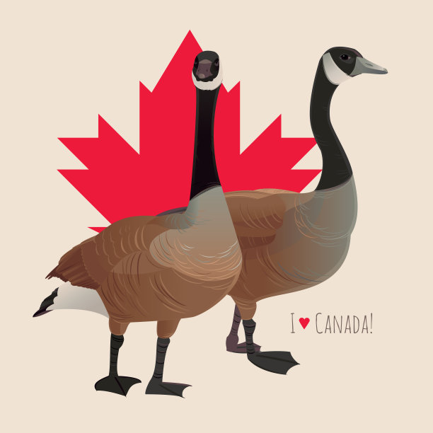 加拿大鹅图片下载
