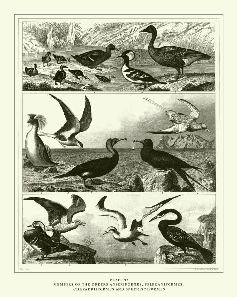 雕刻古董，足爪形目鸟，掌形目鸟，蝶形目鸟和鹅形目鸟雕刻古董插图，1851年出版图片下载