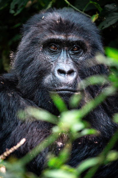 乌干达布温迪密林中的山地大猩猩图片下载