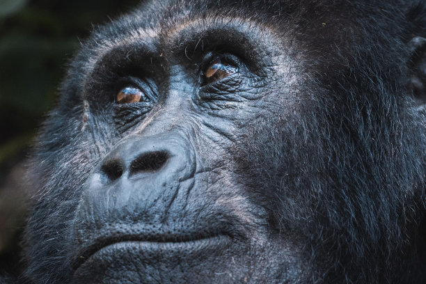 乌干达布温迪密林中的山地大猩猩图片下载