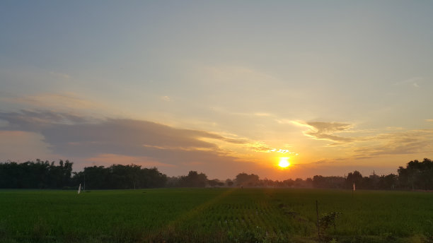 日出时美丽的绿色稻田和天空背景。图片下载