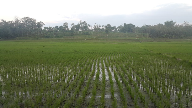 日出时美丽的绿色稻田和天空背景。图片下载