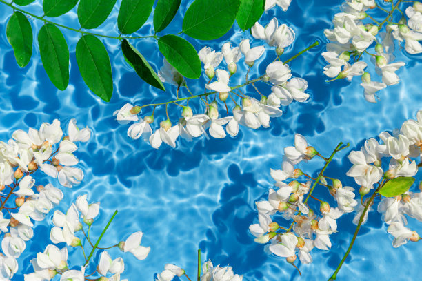 白色的金合欢花在蓝色透明的水中。夏季构图有阳光和阴影。自然的概念。前视图。有选择性的重点图片下载