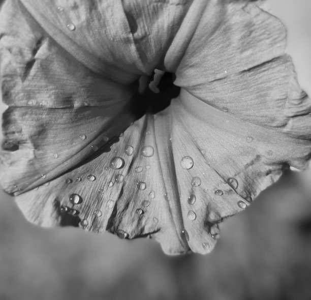 露珠落在花上图片下载