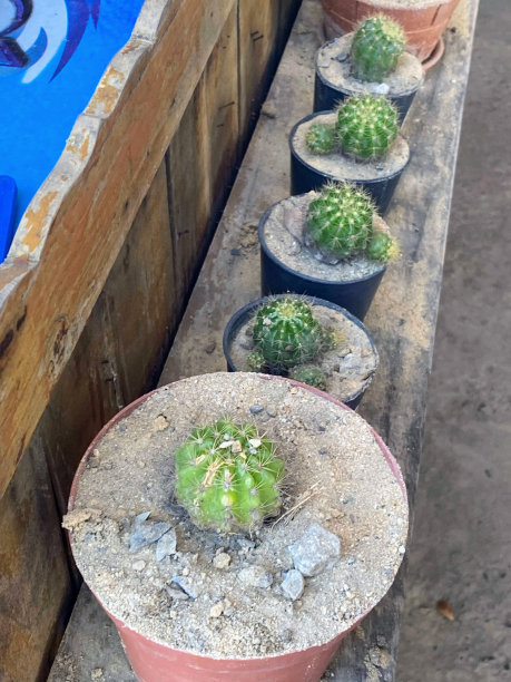 一张在窗台上一排盆栽仙人掌的照片，水泥里有许多盆栽仙人掌图片下载