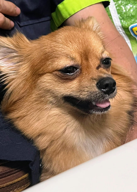 一张狗坐在一个人的腿上的照片，有一只小狗坐在一个人的腿上图片下载