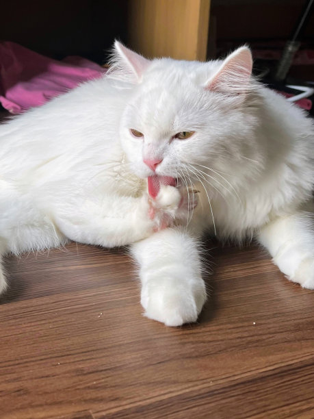 一张白猫躺在木桌上的照片，一张白猫伸着舌头躺在桌子上的照片图片下载