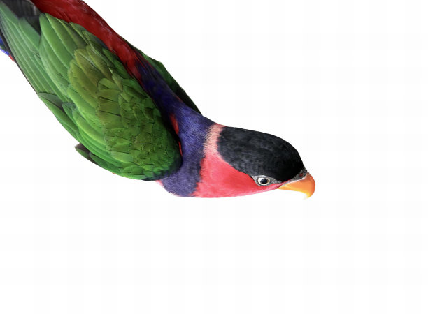 一张彩色鸟在空中飞翔的照片，色彩鲜艳的鸟展开翅膀在空中飞翔。图片下载