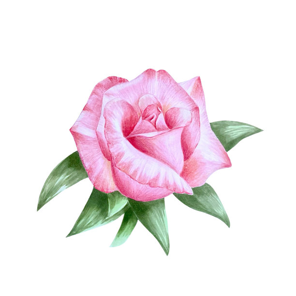 粉红色的玫瑰与绿色的叶子隔离在白色，手绘标记插图在水彩技术图片下载