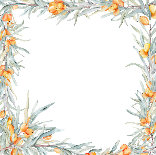 水彩框架的分支和橙色沙棘浆果。装饰元素的贺卡。插图图片下载