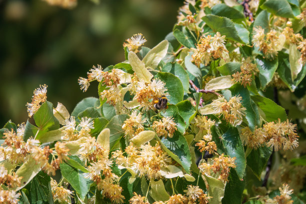 树有菩提树，花簇生，天竺葵，小叶椴树，小叶菩提树开花。图片下载