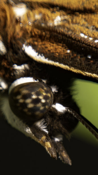 小波蝇或大卵蝇特写图片下载