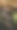 小波蝇或大卵蝇特写图片下载