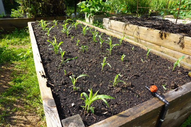 在后院里种玉米。在凸起的床上种植玉米。在家种植玉米图片下载