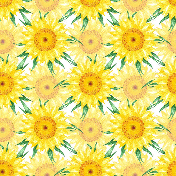 手绘水彩黄色向日葵无缝图案隔离在白色背景。可用于礼品包装、纺织品、布艺、墙纸等印刷品。图片下载