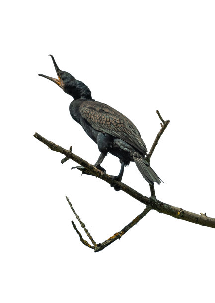 干树枝上的大鸬鹚孤立在白色的背景下图片下载