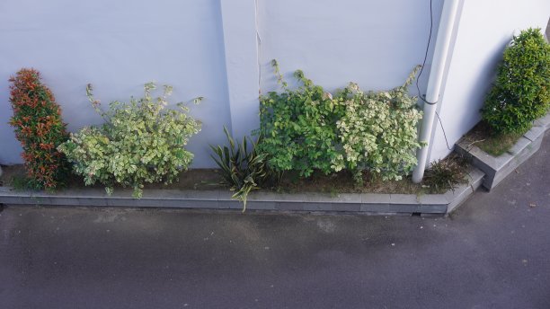高角度观景小天井花园的观赏植物附着在家里或办公室的墙壁与沥青街道图片下载